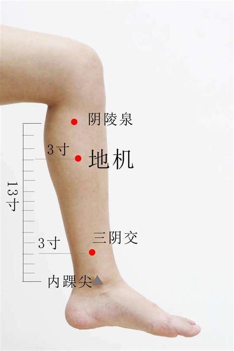 地基穴位置|地机穴位的准确位置图